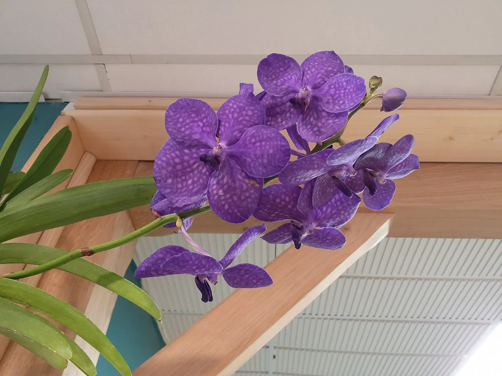 orchidee-vanda-photo-2-eclosion-by-chloe-jachete-flersagglo