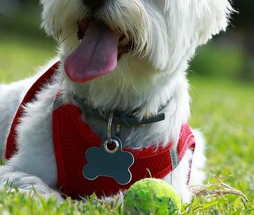 medailles-chiens-chats