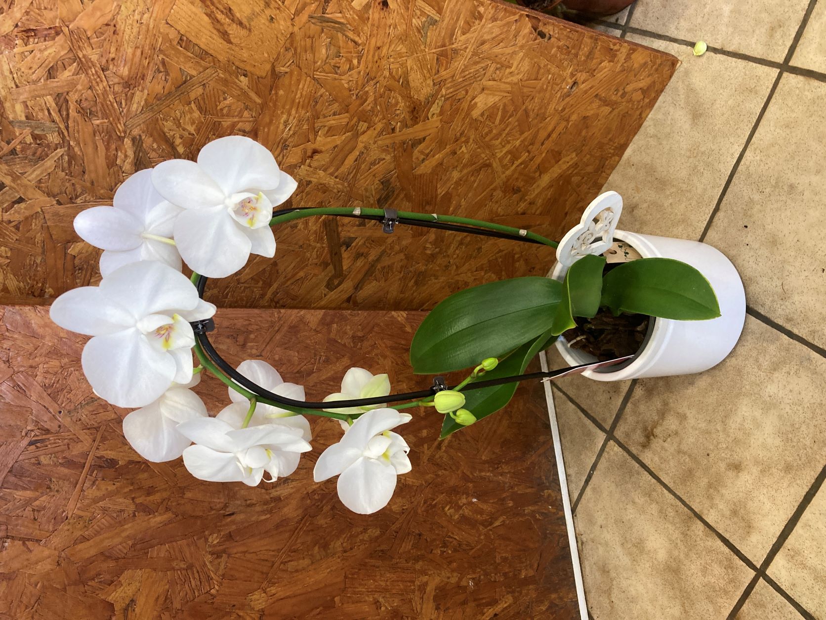 Plante Fleurie : Phalaënopsis ( Orchidée)